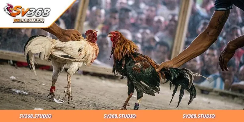 Luật Đá gà Trực Tiếp - Cách Chơi Và Những Điều Cần Biết 3 Các loại đặt cược chọi kê trực tiếp